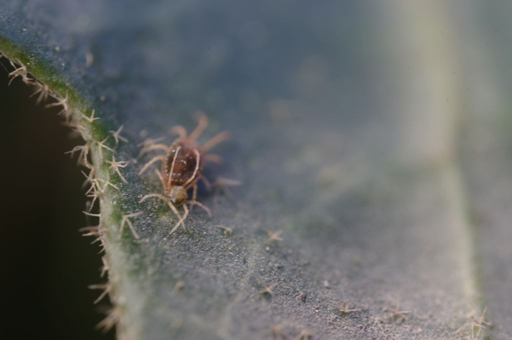 Acari su foglie di edera: cfr.  Tetranychidae - Rende (CS)